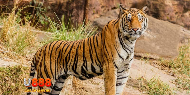 ely88 game nổ hủ máy bay