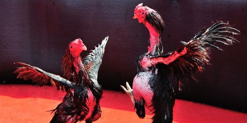 ely88 thị trường baccarat là gì