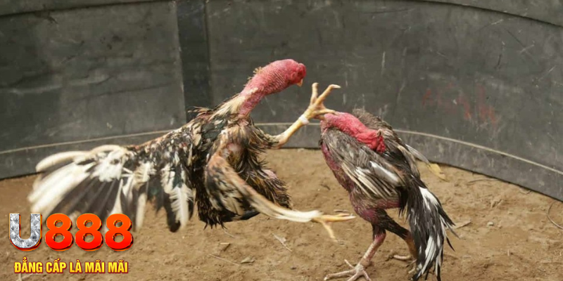 ely88 đăng nhập tiến lên miền nam số 1